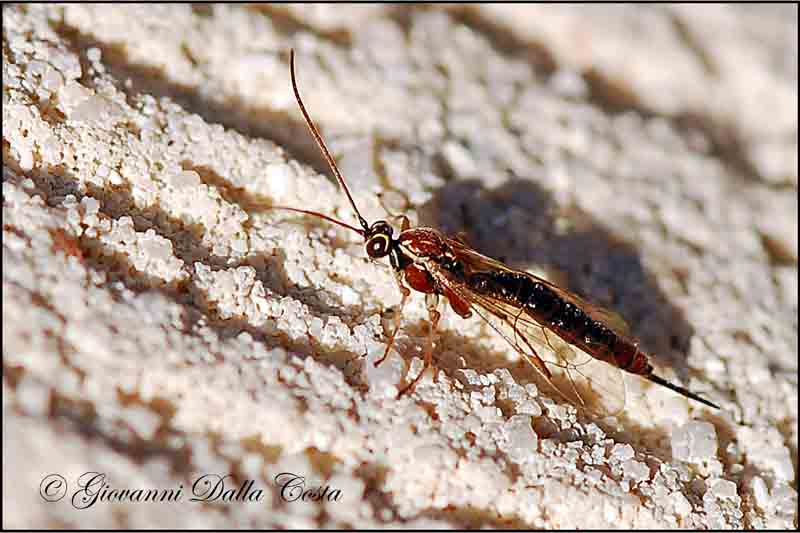 Tromatobia lineatoria (Ichneumonidae)